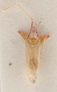 Trichophorella splendida, AMNH PBI00096167