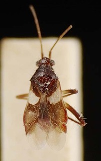 Trichophthalmocapsus microphthalmus, AMNH PBI00096169