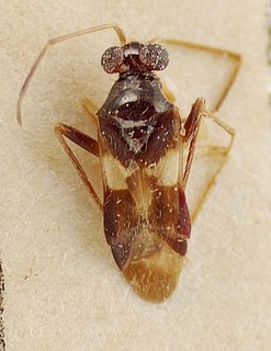 Trichophthalmocapsus pumilis, AMNH PBI00096170