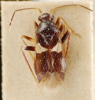 Trichophthalmocapsus pumilis, AMNH PBI00096171