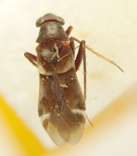 Blesingia fasciatipennis, AMNH PBI00099712