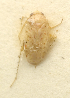 Campylomma odontospermi, AMNH PBI00099659