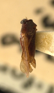Druthmarus coxalis, AMNH PBI00099626