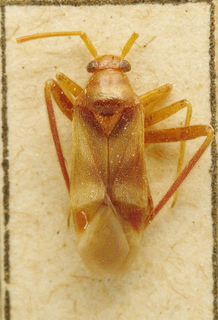 Eucerella hirtipes, AMNH PBI00099680