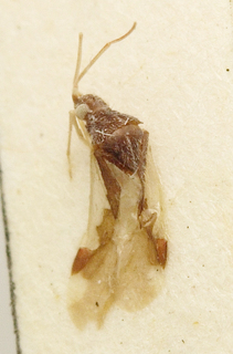 Hallodapus similis, AMNH PBI00099687