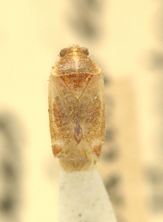 Hamatophylus guttulosus, AMNH PBI00099654