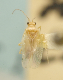 Hyalochloria caviceps, AMNH PBI00099706