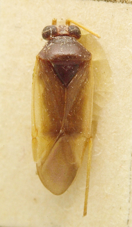 Hyporhinocoris tomentosus, AMNH PBI00099707