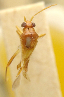 Laemocoridea quadrimaculata, AMNH PBI00099708