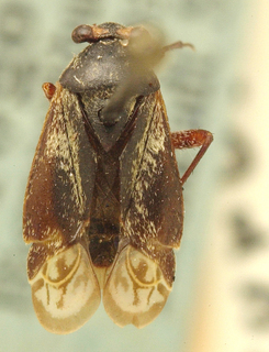 Lasiolabops obscurus, AMNH PBI00099647
