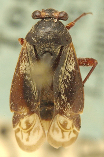 Lasiolabops obscurus, AMNH PBI00099647