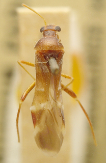 Lepidotaenia bergrothi, AMNH PBI00099711