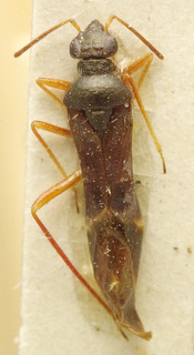 Lepidotaenia metallescens, AMNH PBI00099710
