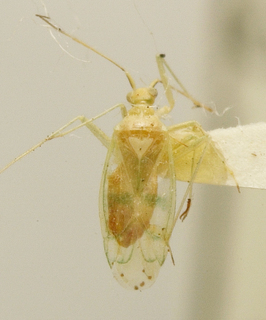 Mesotropiscus viridifasciatus, AMNH PBI00099715