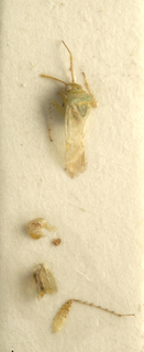 Moissonia importunitas, AMNH PBI00099622