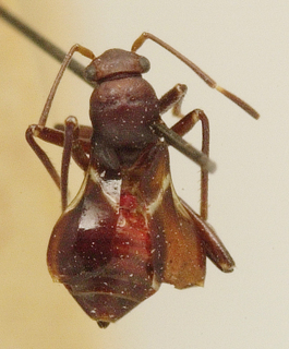 Myrmicopsella nitidipenne, AMNH PBI00099689