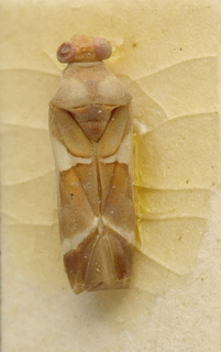 Pangania fasciatipennis, AMNH PBI00099690