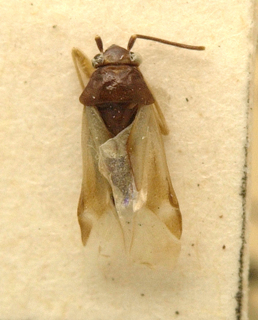 Parasciodema nitens, AMNH PBI00099652