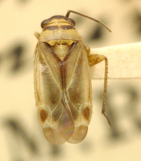 Phyllopidea picta, AMNH PBI00099644