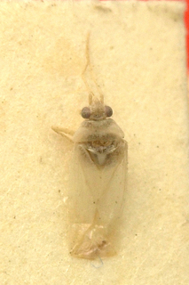 Plagiognathidea grisescens, AMNH PBI00099653