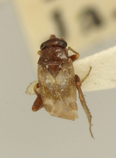 Spanagonicus albofasciatus, AMNH PBI00099662
