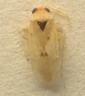 Spissistilus festinus, AMNH PBI00099620