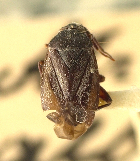Spissistilus festinus, AMNH PBI00099625