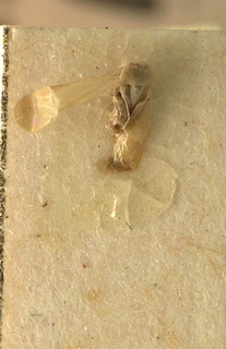 Spissistilus festinus, AMNH PBI00099627