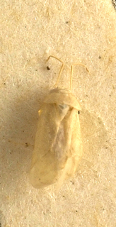 Spissistilus festinus, AMNH PBI00099628