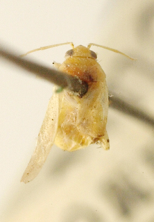 Spissistilus festinus, AMNH PBI00099631