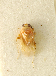 Spissistilus festinus, AMNH PBI00099632