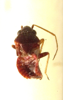 Spissistilus festinus, AMNH PBI00099634
