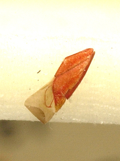 Spissistilus festinus, AMNH PBI00099634