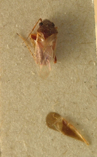 Spissistilus festinus, AMNH PBI00099635
