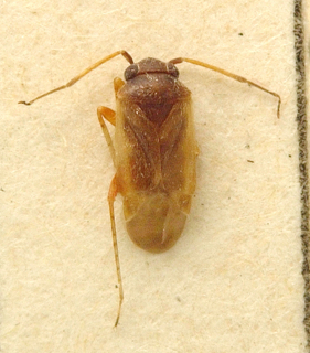 Spissistilus festinus, AMNH PBI00099641