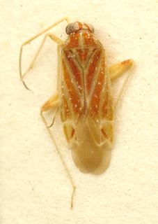 Spissistilus festinus, AMNH PBI00099642