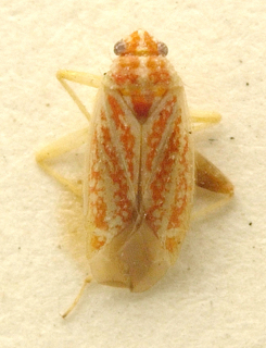Spissistilus festinus, AMNH PBI00099643
