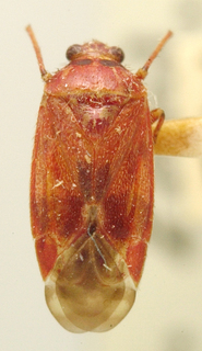 Spissistilus festinus, AMNH PBI00099656