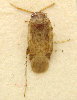 Spissistilus festinus, AMNH PBI00099658