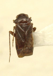 Spissistilus festinus, AMNH PBI00099661