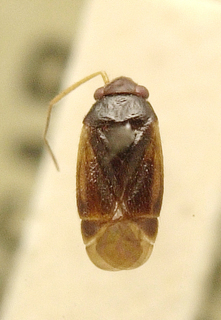 Sthenaridea australis, AMNH PBI00099665