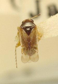 Sthenaridea australis, AMNH PBI00099666