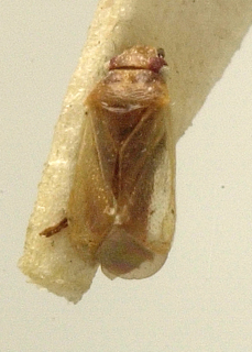 Sthenaridea bergrothi, AMNH PBI00099636