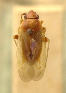 Sthenaridea howanus, AMNH PBI00099639