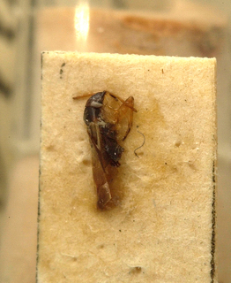 Sthenaridea suturalis, AMNH PBI00099650