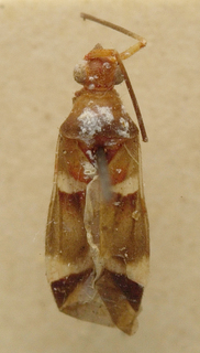 Systellonotopsis bifasciatus, AMNH PBI00099693