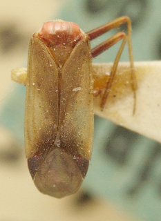 Trichophorella sordidipennis, AMNH PBI00099694