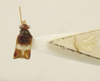 Trichophthalmocapsus pilosus, AMNH PBI00099695