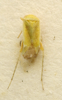Tuponia viridisparsa, AMNH PBI00099674