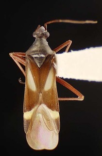 Coquillettia alpina, AMNH PBI00121465